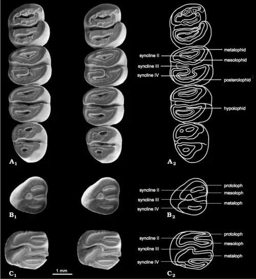 Dentes jugais de Apeomyoides savagei vistos em vista oclusal (superfície de mastigação), com micrografias eletrônicas em pares estereoscópicos e desenhos explicativos. A, P4 a M3 direitos do holótipo. B, DP4 esquerdo. C, M1 ou M2 esquerdo.