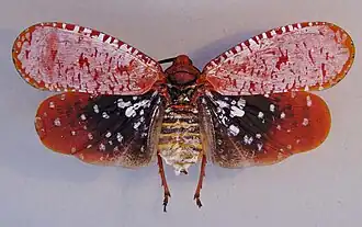 Aphaena submaculata consanguinea