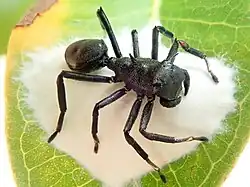 Mímica agressiva e batesiana: aranha caranguejo Aphantochilus rogersi.