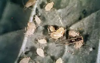 Infestação de Aphis gossypii em algodão.