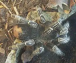 Aphonopelma seemanni.
