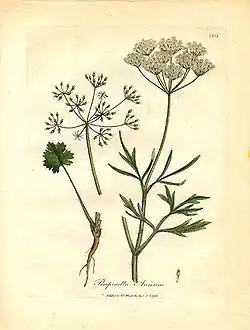 Anis (Pimpinella anisum) em gravura de Woodville (1793).[40]