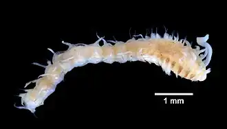 Apistobranchus tullbergi preservado em álcool 70% 2 (foto de Eric A. Lazo-Wasem).