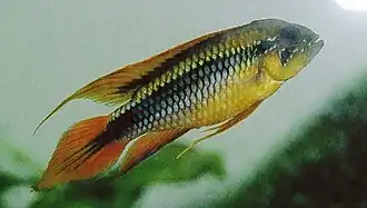 Apistogramma agassizii