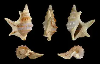 Cinco vistas da concha de Aporrhais pespelecani (Linnaeus, 1758), encontrada no mar Mediterrâneo; onde foi coletado este espécime.[2] Espécie-tipo dos Aporrhais.[5]