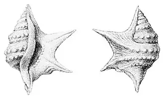 Ilustração de A. senegalensis Gray, 1838 do ano de 1891, retirada da obra de Dautzenberg.