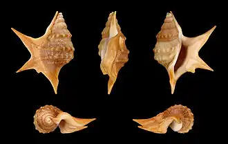 Cinco vistas da concha de Aporrhais senegalensis Gray, 1838, encontrada na África Ocidental e considerada a menor espécie do gênero Aporrhais da Costa, 1778.[2][3] Espécime de Angola.