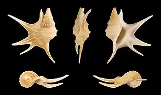 Cinco vistas da concha de Aporrhais serresiana (Michaud, 1828),[1] espécie de Aporrhais da Costa, 1778 encontrada da Islândia e Noruega até o oeste do mar Mediterrâneo[2] e norte do Marrocos,[3] incluindo o mar Báltico e mar do Norte.[2] Espécime de Málaga, na Espanha.
