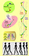 Sistema motor humano relacionado ao andar (detalhes em italiano).