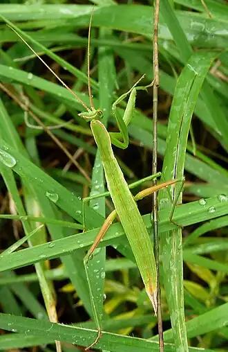 Apteromantis aptera