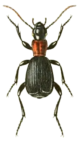 Aptinus displosor