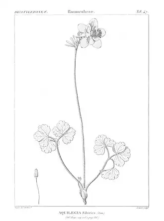 Ilustração botânica de Pierre Jean François Turpin