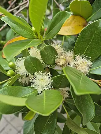 Araçá-rosa (do tupi arasá) em flor