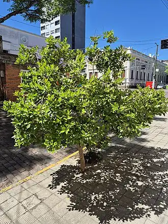Araçá-rosa em rua de Bagé, Rio Grande do Sul