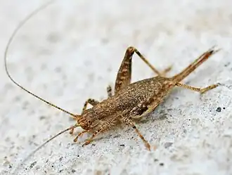 Arachnocephalus vestitus