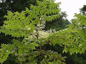 Aralia elata (a arália-japonesa) com as suas folhas emplumadas e os seus cachos de flores.