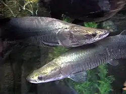 O pirarucu é considerado como o "bacalhau da Amazônia."[18] Espécie de peixe muito saborosa, consumida em larga escala no estado do Amazonas.
