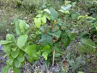 Condessa (um dos nomes populares mais comuns no Nordeste brasileiro) no cerrado de Cascavel