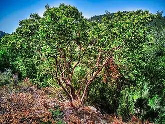 Arbutus andrachne em Israel.