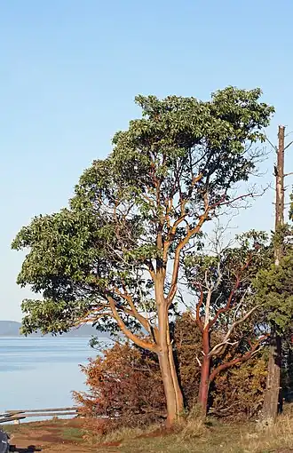 Arbutus menziesii (hábito).