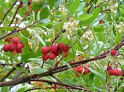 As três cores da bandeira italiana.