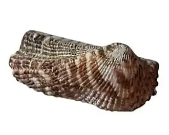 Valva de uma concha de A. noae; espécime da costa mediterrânea de Mauguio, Hérault, Languedoc-Roussillon (Occitânia), França.