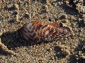 Valva de uma concha de A. noae; em Alicante, Comunidade Valenciana, Espanha.