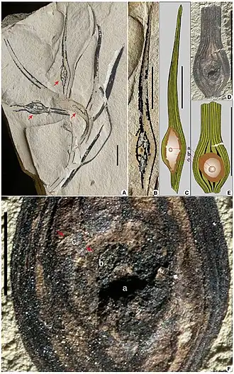 Fósseis de A. longicervia descritos por Wong et al. (2015)