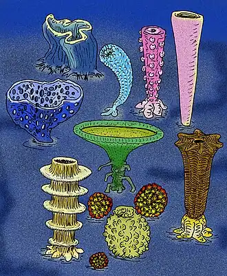 arqueociatos (Poríferos)