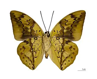 O gênero Archaeoprepona apresenta, por cima, tonalidades de azul e negro-amarronzado, muito similares às de certas espécies do gênero Prepona, em que já estiveram[2][3]; diferindo por apresentar ocelos pouco visíveis e numerosos, na margem das asas posteriores, embaixo, enquanto que Prepona os apresenta poucos e grandemente aumentados. Na imagem, Archaeoprepona licomedes.[4][5]