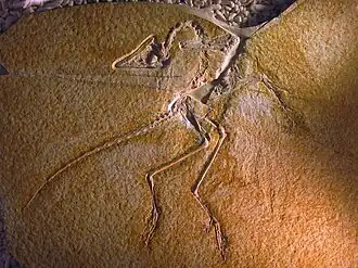 O espécime de Eichstätt de Archaeopteryx.