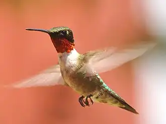 Beija-flor-de-pescoço-vermelho macho