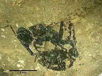 holótipo Archimyrmex wedmannae