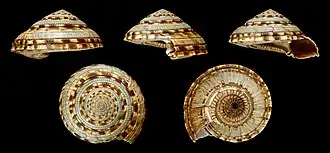 Cinco vistas da concha de Architectonica maxima (Philippi, 1849)[2]; espécime do Indo-Pacífico. Alcançando mais de 8 centímetros de diâmetro, este é o maior membro da família Architectonicidae.