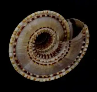 Uma concha de Architectonica perspectiva (Linnaeus, 1758)[1], uma das mais conhecidas espécies de moluscos Architectonicidae. Espécime da coleção do Museu de História Natural de Leiden.