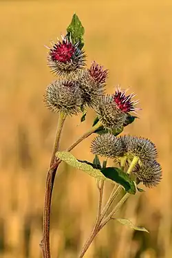 Arctium tomentosum.