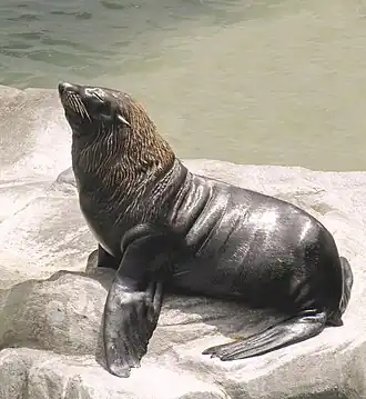 Um macho adulto de lobo-marinho (Arctocephalus australis).