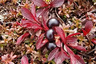 Folhagem de outono e frutos maduros.