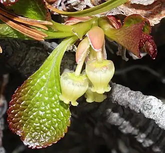 Arctous alpina var. 'japonica'