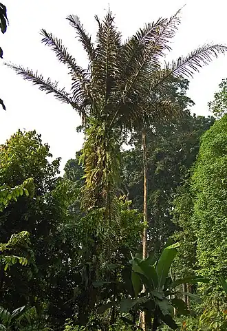 Palmeira-do-açúcar (Arenga pinnata)