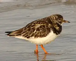 Com plumagem do período não reprodutivo.