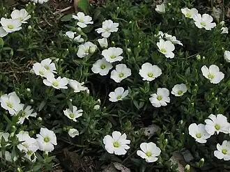 Arenaria montana