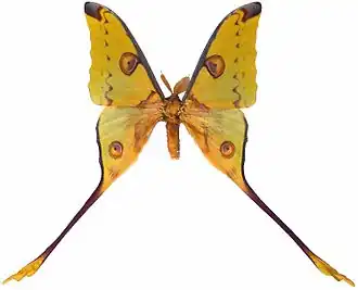 Macho de A. mittrei, vista superior.