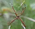 Argiope aemula