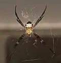 Argiope pulchella