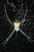 Argiope savignyi