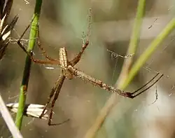 Argiope bruennichi (macho).