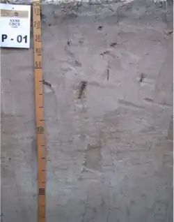 Argissolo Acinzentado (SIBCS, 2018)