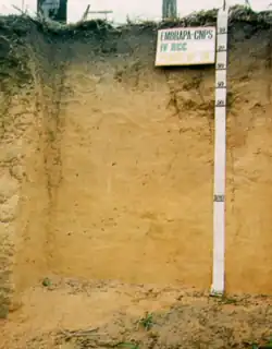 Argissolo Amarelo (SIBCS, 2018)