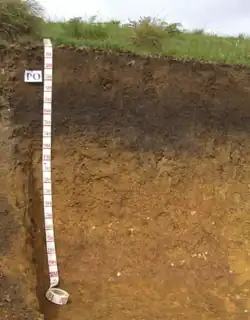 Argissolo Bruno-Acinzentado (SIBCS, 2018)